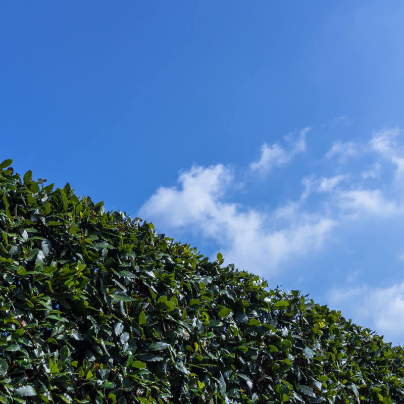 hecke ersetzen rosenheim